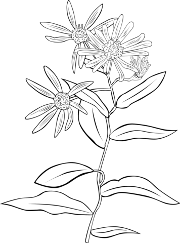 Echinacea Purpurea Or Purple Coneflower Coloring Page